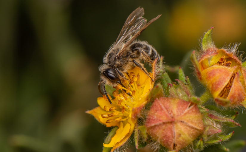 Maak je eigen insectenhotel